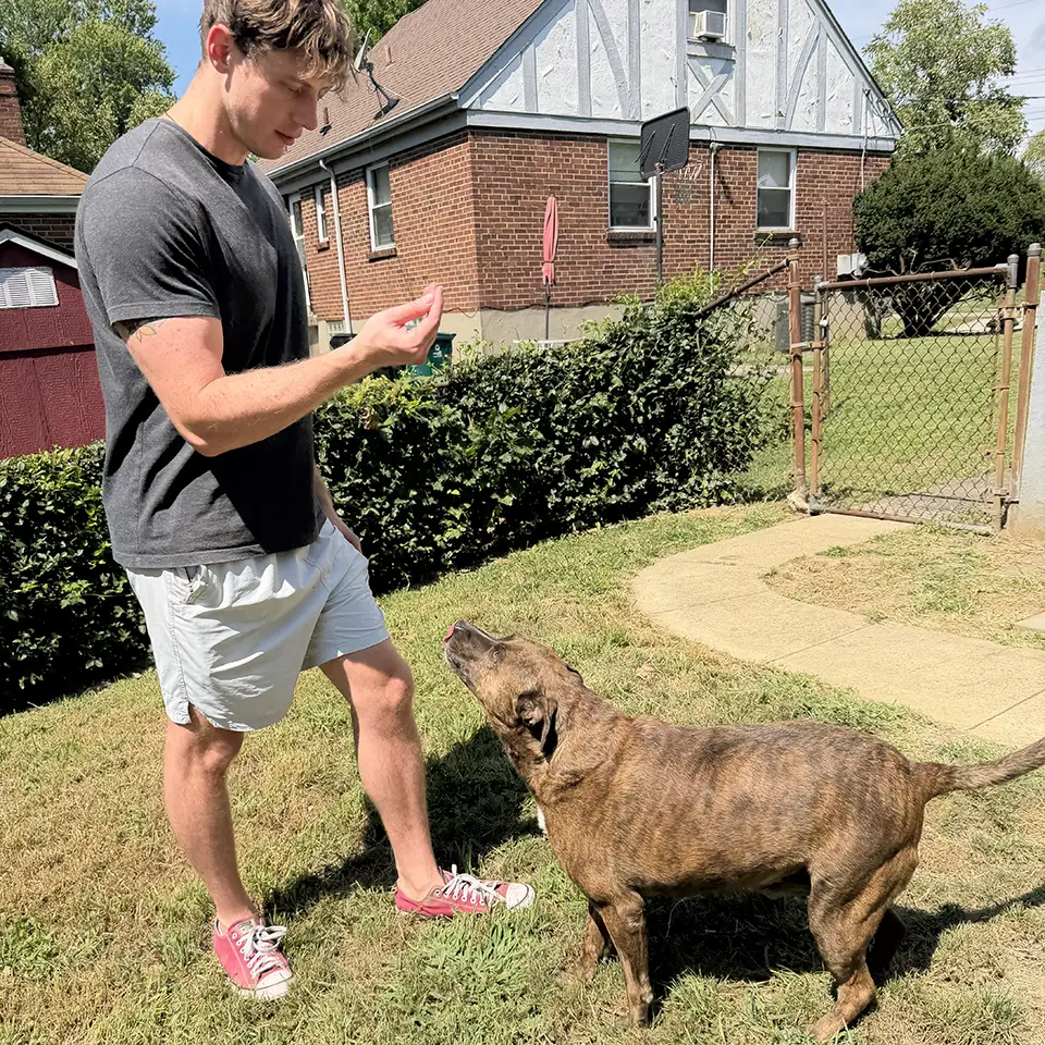 In-home Dog Training